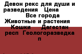 Девон рекс для души и разведения › Цена ­ 20 000 - Все города Животные и растения » Кошки   . Дагестан респ.,Геологоразведка п.